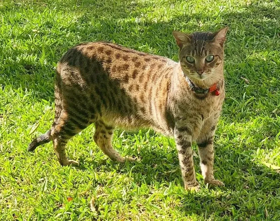 Gato mais caro do mundo? Conheça o Savannah, híbrido de felino selvagem com filhotes por até R$ 120 mil