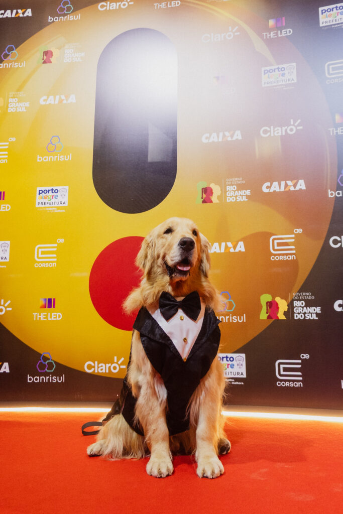 Alfredo, o golden de Dourados, vence o Prêmio Ibest, o 'Oscar da internet brasileira'